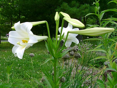 Lilium Longiflorum